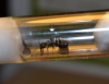 Camponotus micans