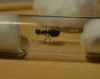 Camponotus micans