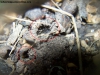 Cyphomyrmex_3