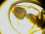linepithema humile al microscopio.