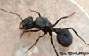 Acromyrmex sp.