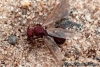 Acromyrmex sp.