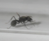 Otra reina Acromyrmex Lundi