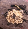 Acromyrmex1