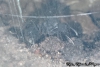 Acromyrmex sp.