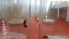 Reinas Acromyrmex lundii reci�n capturadas 4