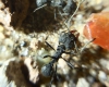 Acro5