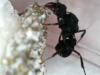 AcroHongo