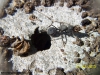 Reina Acromyrmex 22 Oct 15_2