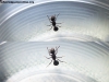 Reina Acromyrmex 21 Oct 15