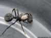 Rosalba Acromyrmex 1