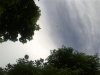 Vuelo Nupcial Acromyrmex Lundi