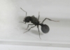Reina acromyrmex 9