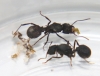 Reinas Acromyrmex dia 5