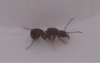 acro1-gerson3366