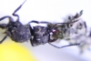 Reina Acromyrmex cultivando