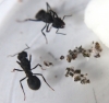 Reinas Acromyrmex dia 11
