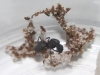 Reinas Acromyrmex dia 13