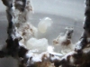 Reinas Acromyrmex dia 24