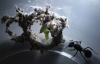 Reinas Acromyrmex dia 24