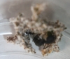 Colonias Acromyrmex d�a 33