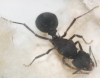 Acromyrmex Lundii