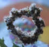 Colecci�n de hongos