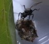 Colecci�n de hongos