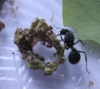 Colecci�n de hongos