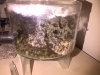 larvas