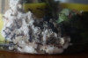 colonia Acromyrmex