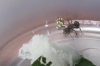 reinas Acromyrmex