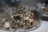 colonia Acromyrmex