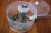 colonia Acromyrmex