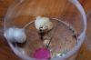 colonia Acromyrmex