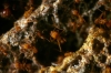 Atta Cephalotes Caixa Forum
