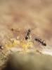 Bothriomyrmex.