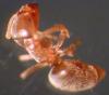 bothriomyrmex