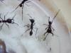 MIs ecitons burchelli (MARABUNTAS)