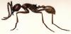Ecitonburchelliobr