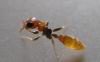 pseudomyrmex