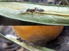 Pseudomyrmex lynceus_1
