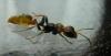 pseudomyrmex sp