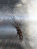 Pseudomyrmex 004