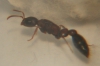 Pseudomyrmex 005