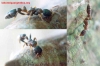 Pseudomyrmex Lynceus