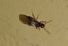 Nylanderia fulva