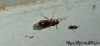 Nylanderia sp