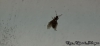 Nylanderia fulva