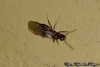 Nylanderia fulva